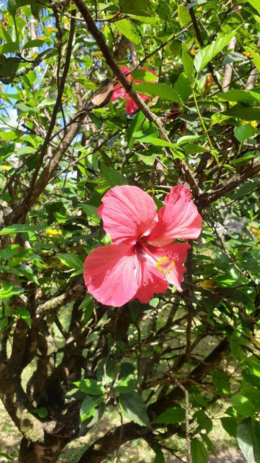Les Citronniers Bed & Breakfast Ile Sainte-Marie Ngoại thất bức ảnh